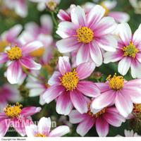 Bidens \'Firelight\' - 5 bidens plug plants