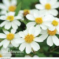 Bidens \'Moonlight\' - 5 bidens plug plants