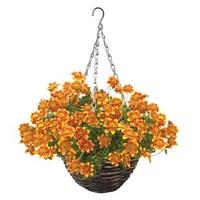 bidens beedance 4 pre planted rattan hanging baskets