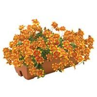 bidens beedance 2 pre planted troughs