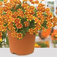 bidens beedance 2 pre planted containers