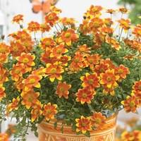 bidens beedance 6 x 9cm pots