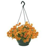 Bidens Beedance 4 Pre- Planted 4 Hanging Baskets