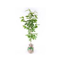 Bird Cherry