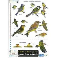 bird indentification chart field guide