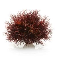 biOrb Crimson Sea Lily