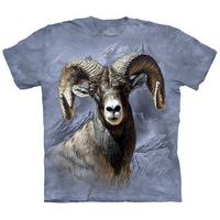 Big Horn Sheep