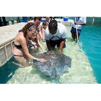 Blue Lagoon Stingray Encounter with Snorkeling