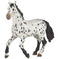 Black Appaloosa Horse