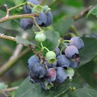 Blueberry Plant Gift