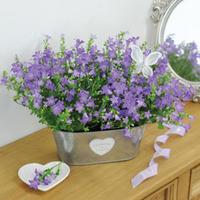 Blue Campanula Duo - Gift - 1 x Blue Campanula Duo