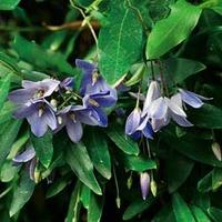 Bluebell Creeper - 3 x 7cm potted bluebell creeper plants