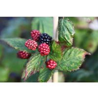 Blackberry \'Black Satin\' (Large Plant) - 2 x 3 litre potted rubus plants