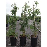 blackberry thornless evergreen large plant 1 x 3 litre potted rubus pl ...