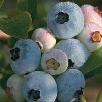 Blueberry \'Chandler\' - 1 blueberry plant in 1.5 litre pot