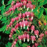 Bleeding Heart (Pink) - 2 bare root bleeding heart plants