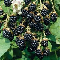 Blackberry \'Loch Ness\' - 2 blackberry plants in 9cm pots