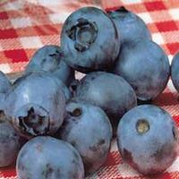 Blueberry \'Powder Blue\' - 2 blueberry plants in 9cm pots