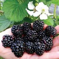 Blackberry \'Reuben\' - 2 blackberry plants in 9cm pots