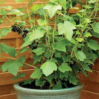 Blackcurrant \'Ebony\' - 1 blackcurrant plant in 3 litre pot