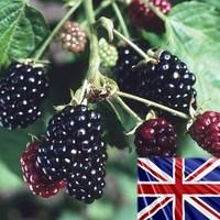 Blackberries Loch Ness 3 Bare Ro...