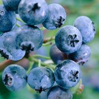 Blueberry \'Earliblue\' - 2 blueberry plants in 1.5 litre pots