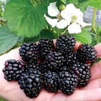 Blackberry \'Reuben\' - 1 blackberry plant in 9cm pots