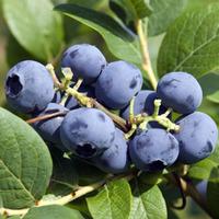 Blueberry \'Bluecrop\' (Large Plant) - 2 blueberry plants in 2 litre pots