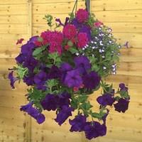 blues mixed floral pre planted 1 pre planted hanging basket