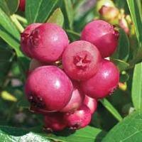 Blueberry \'Pink Sapphire\'™ - 2 blueberry plants in 9cm pots