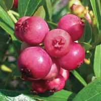 blueberry pink sapphiretrade 2 blueberry plants in 9cm pots