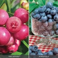 Blueberry Pink and Blue collection - 3 blueberry plants in 9cm pots - 2 \'Pink Sapphire\' + 1 \'Powder Blue\'