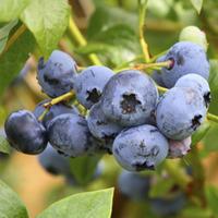 Blueberry \'Duke\' - 1 blueberry plant in 9cm pot