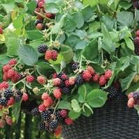 Blackberries Rubus Black Cascade 2 Plant 9cm Pots