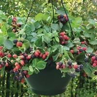 Blackberries Rubus Black Cascade 2 Pre- Planted Hanging Baskets