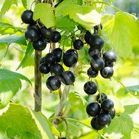 Blackcurrant Big Ben Fruit Bush in a 3L Pot