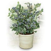 Blueberry Plant Superfruit Collection - Pack of 3 Varieties