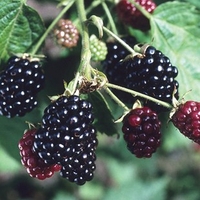 Blackberries Loch Ness 6 Bare Ro...