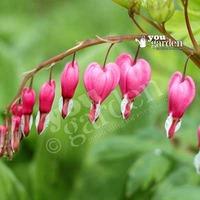 bleeding hearts dicentra spectabilis pack of 5 roots