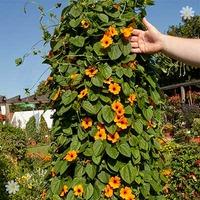 Black-Eyed Susan Thunbergia Collection x 6