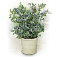 Blueberry Plant collection - pack of 3 varieties