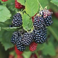 Blackberry thornless Chester 1L pot - pack x 2