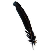 Black Turkey Broad Feather