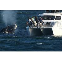 Boat Based Whale Watching from Hermanus