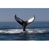 boston whale watching cruise