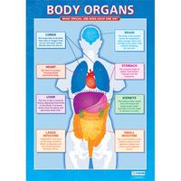 Body Organs Wall Chart