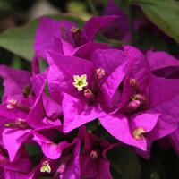 Bougainvillea Bush Gift