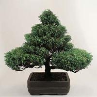Bonsai Trees (Mixed) - 1 packet (75 bonsai tree seeds)