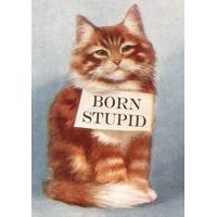 born stupid funny card