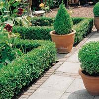 Box Hedging - 3 box plants in 9cm pots